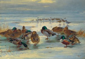 As Evening Deepens; Mallard, Shoveler And Pintail — Archibald Thorburn