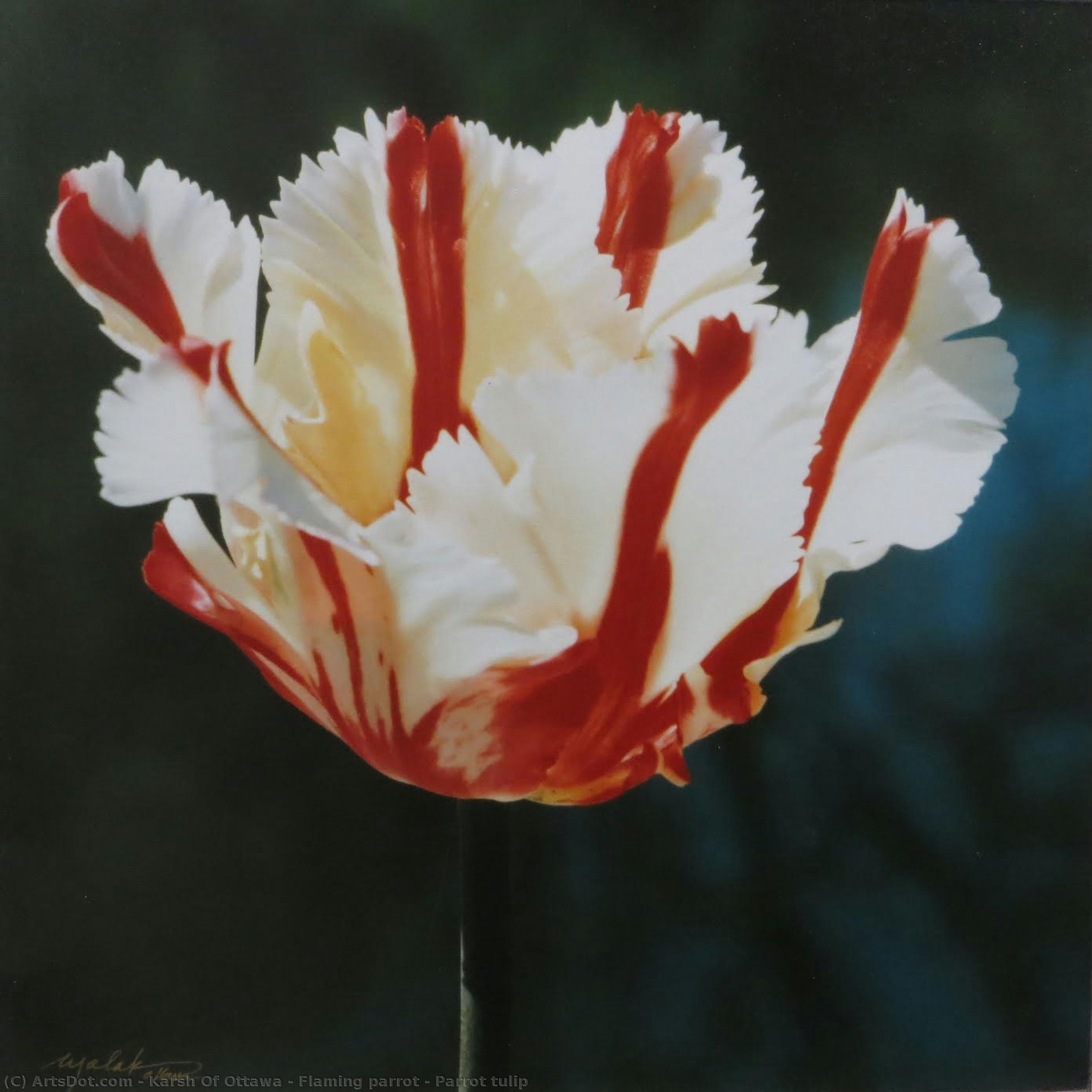 Flaming Parrot - Parrot Tulip — Карш Із Оттави, Acrylic On Canvas, Surrealist Still Life